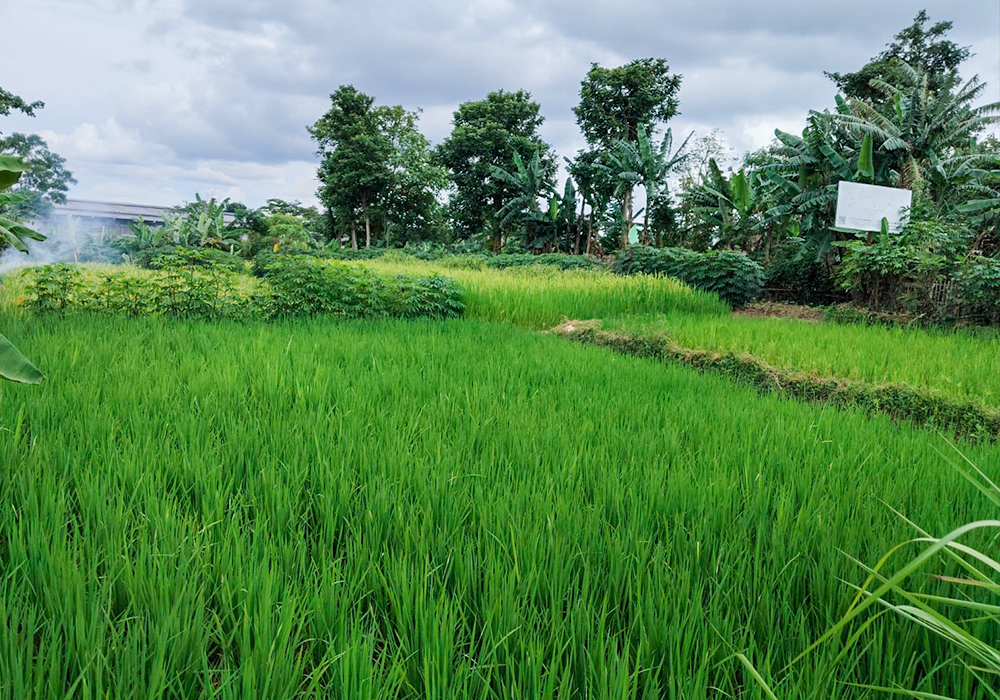 TANAH DI KAB. SERANG - WOFF601-5 - foto 3